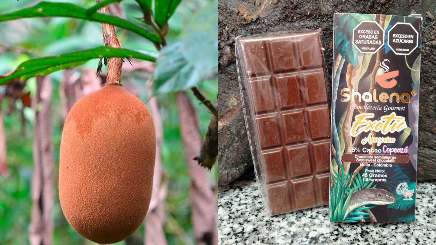 El extracto del copoazú ha demostrado ser un posible sustituto de la manteca de cacao en la producción de chocolate. Foto: Jorhan Durán, magíster en Estudios Amazónicos de la UNAL.