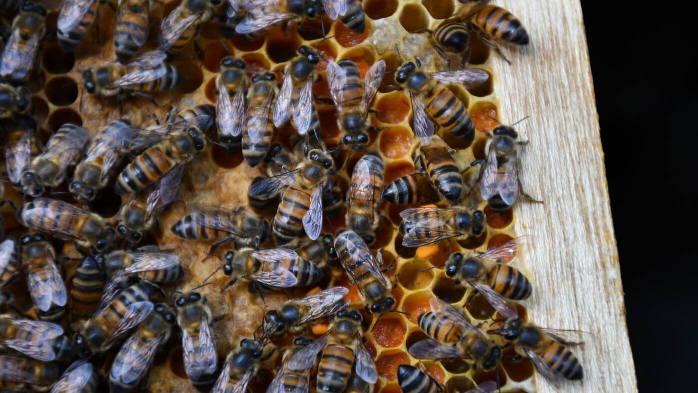 Aunque la cristalización de la miel sea un proceso natural, cuando se da demasiado rápido genera problemas de producción. Foto: Alvis García, realizador audiovisual UNAL Sede Orinoquia.