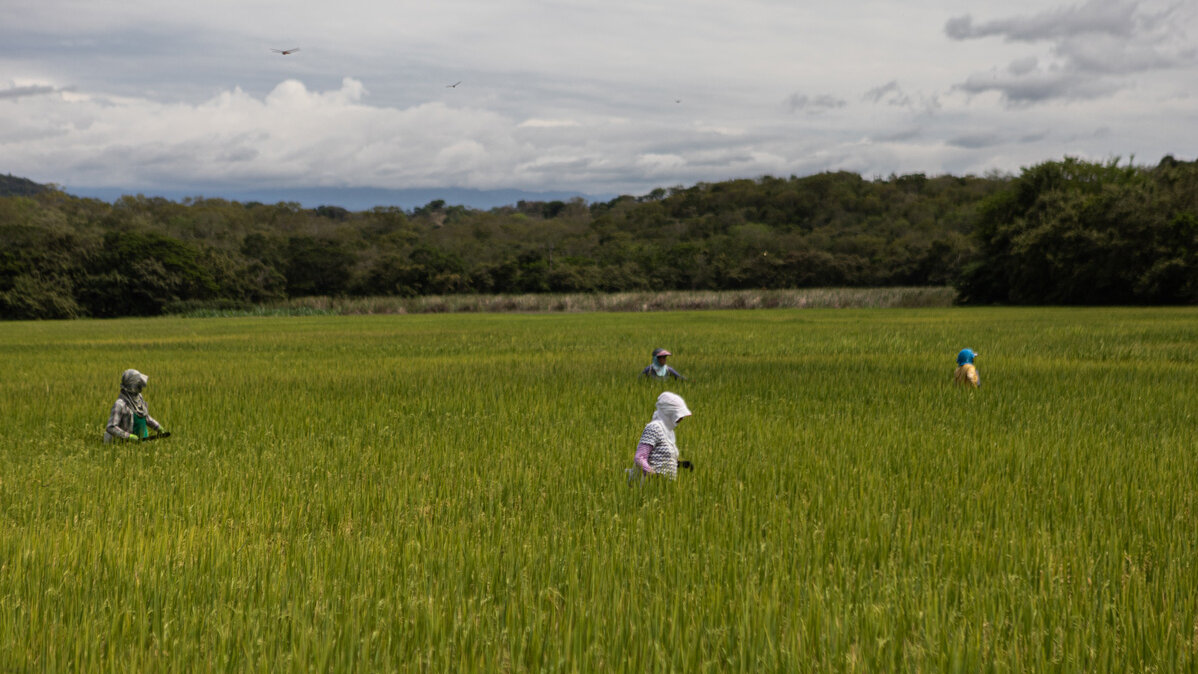 Cultivos de arroz en Tolima, Colombia. Foto: archivo Unimedios. 