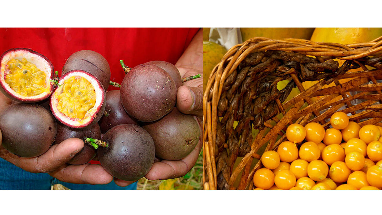 La gulupa y la uchuva son las dos frutas exóticas más exportadas en el país. Foto: archivo Unimedios.