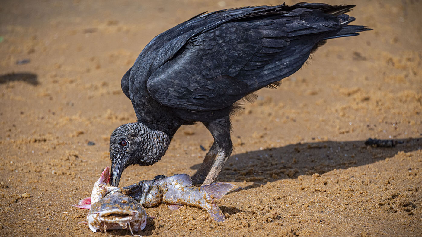 Los animales carroñeros ayudan a mantener la biodiversidad, evitando que los cadáveres se conviertan en recursos inactivos.