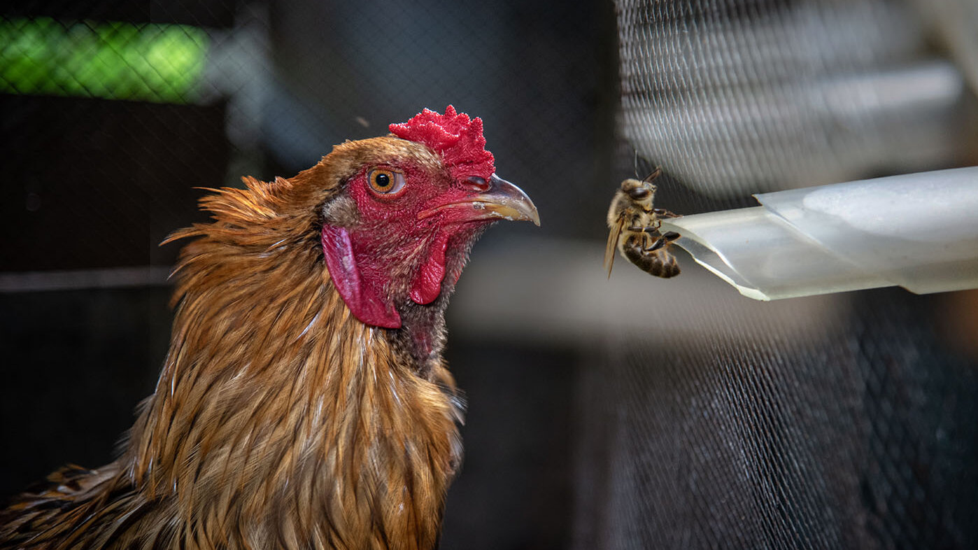 Las gallinas alimentadas con suplementos con extractos de propóleo tienen intestinos más saludables. Foto: Jeimi Villamizar - Unimedios y archivo Unimedios.