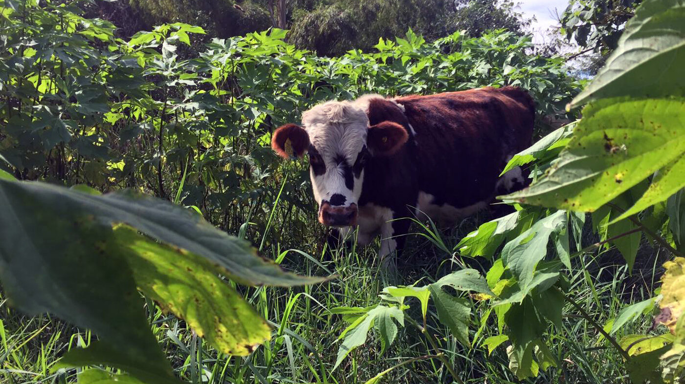 En el estudio se evaluaron los efectos del proyecto Ganadería Colombiana Sostenible, implementado por Fedegan y la Fundación Cipav. Fotos: Sebastián Montoya, zootecnista y magíster en Ciencias Agrarias de la UNAL.