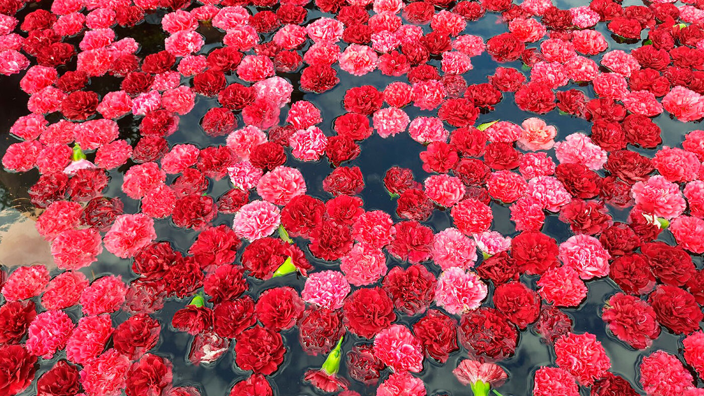 El clavel colombiano es apreciado en el mundo. Muestra artística con claveles durante el festival Flora 2021, celebrado en Córdoba (España). Fotos: Walter Pérez.