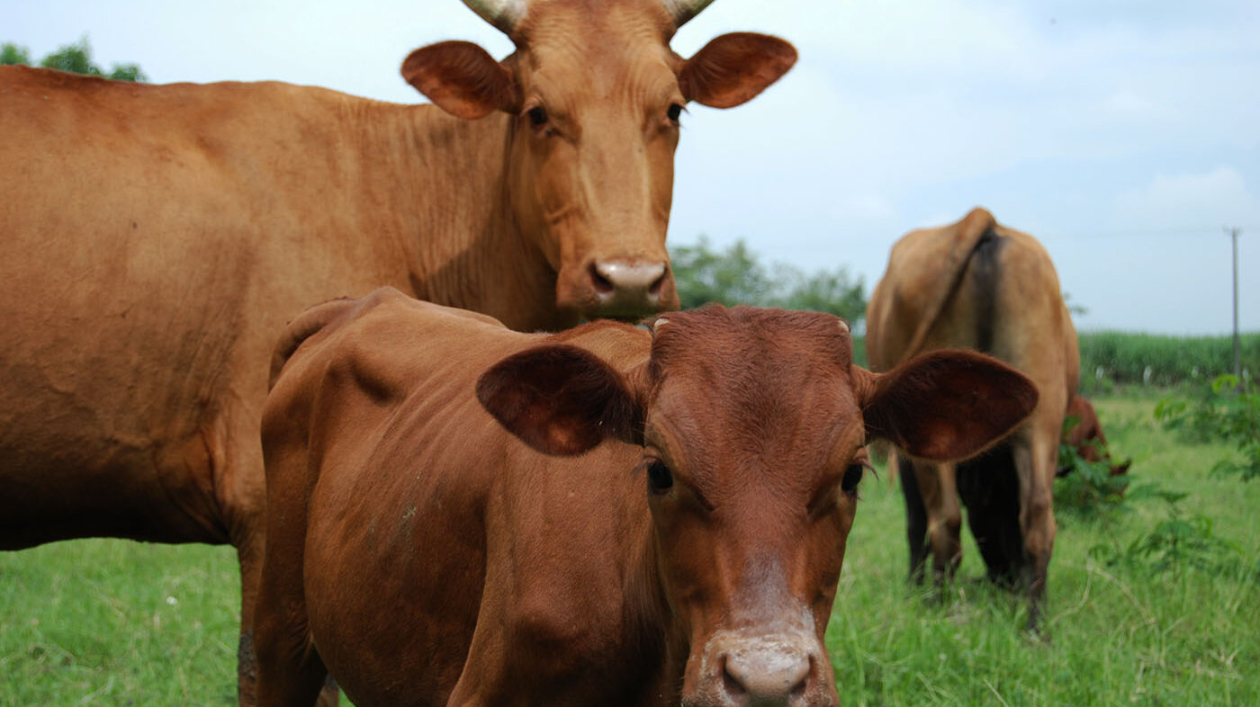 Según el ICA, en el país hay más de 29 millones de cabezas de ganado bovino. Foto: archivo Unimedios.