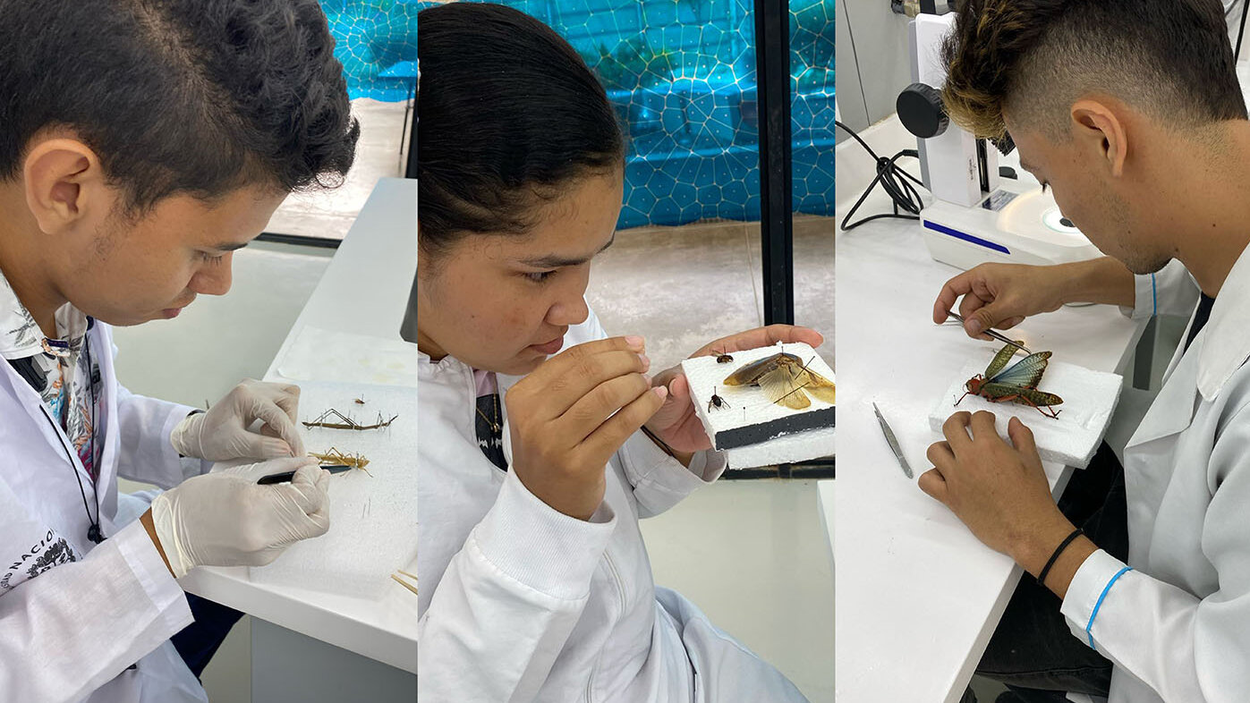 El análisis de insectos fue una de las prácticas del Taller de Entomología dictado en la UNAL Sede de La Paz. Fotos: Comunicaciones UNAL Sede de La Paz.