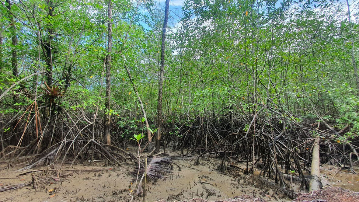 Trabajo de campo en el bosque San Pedro, en el bosque de manglar de la bahía de Buenaventura. Fotos: Daniela Vázquez Solano, magíster en Ingeniería Ambiental de la UNAL.