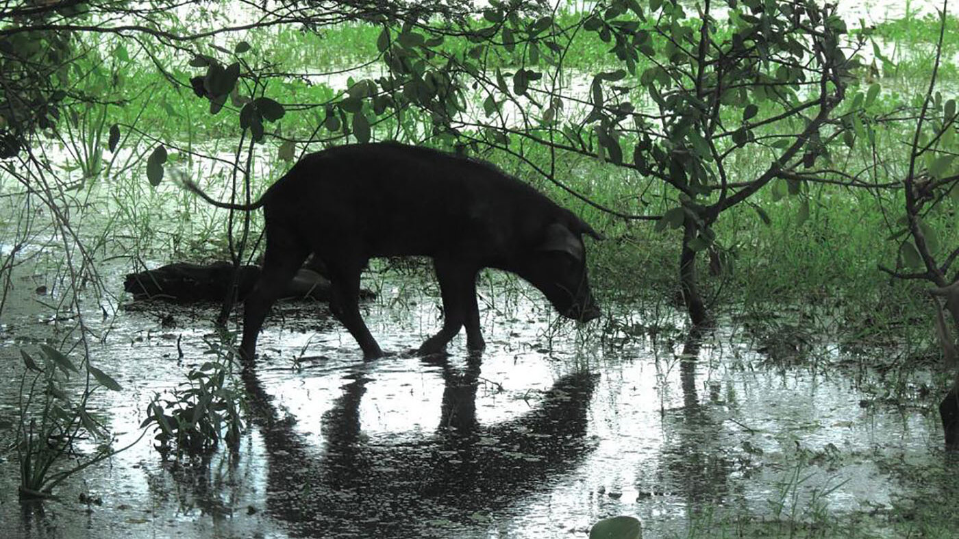 Los mapas de nivel de riesgo permiten identificar que los cerdos ferales son una potencial amenaza para zonas protegidas como las ciénagas. Foto: profesora Olga Lucía Montenegro – ICN UNAL.