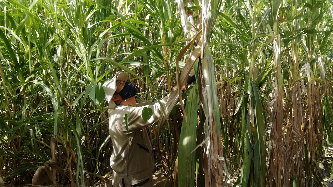 El mejor método para cosechar caña de azúcar es cortar los tallos maduros dejando que los más jóvenes sigan creciendo. Foto. Paola González Gutiérrez, magíster en Ciencias Agrarias de la UNAL