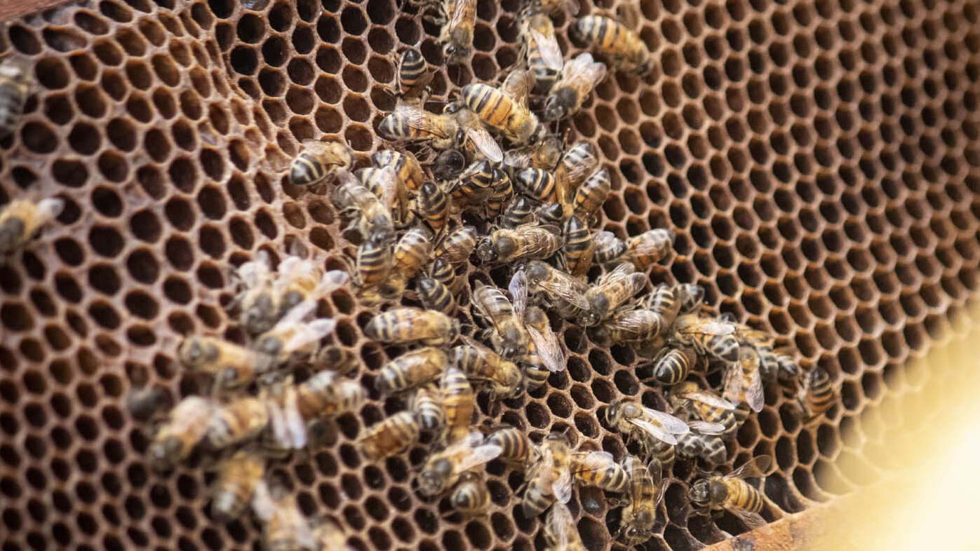 Además de la miel, las abejas también producen propóleo, cera y jalea real, entre otros derivados. Fotos: Isabel Moreno, doctora en Biotecnología de la UNAL.