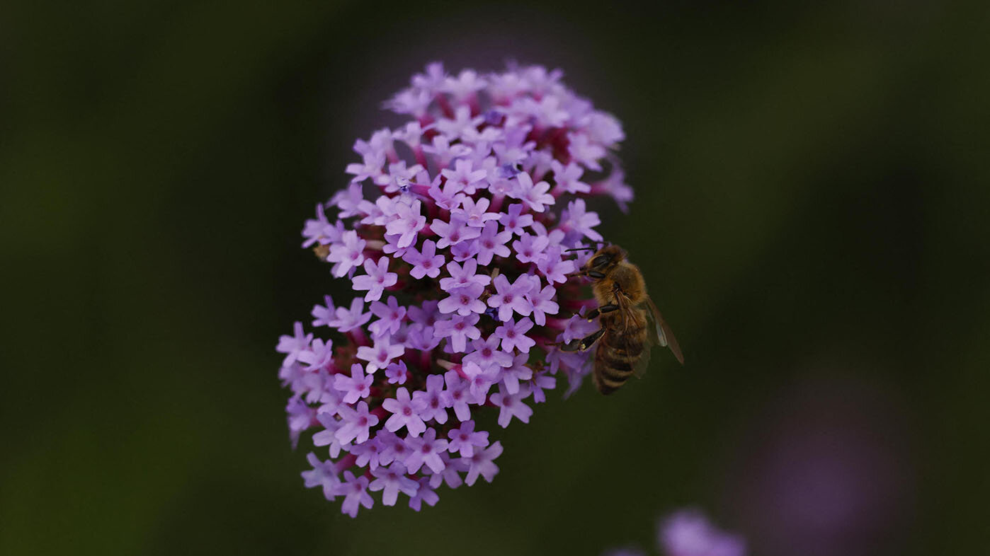 Las hojas de lavanda son ricas en antioxidantes y aceites esenciales, ideales para usos innovadores como inhibidores de corrosión. Foto: Stringer/ImagineChina/Imaginechina vía AFP.