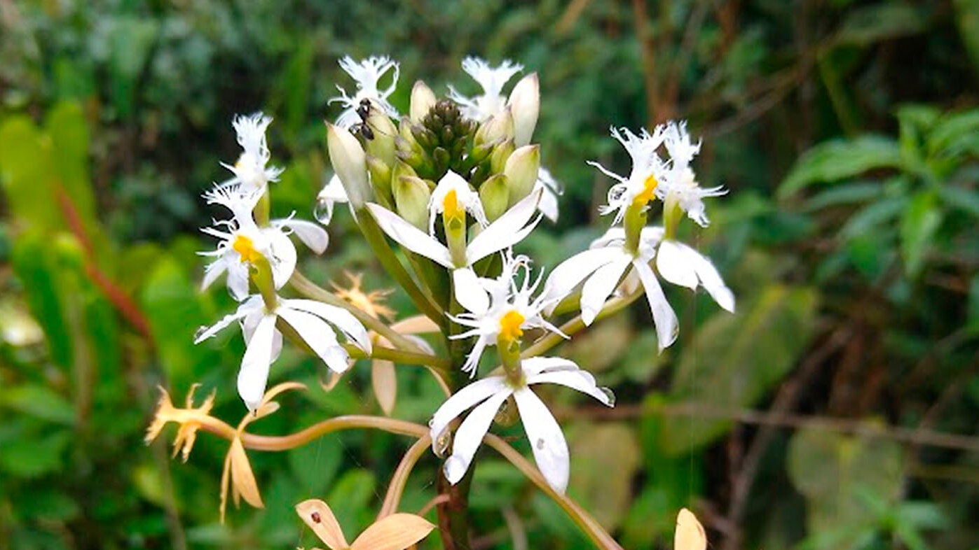 Micorrizas de orquídeas, promisorias para aplicaciones biotecnológicas. Fotos: profesor Tupac Otero, Grupo de Investigación en Orquídeas, Ecología y Sistemática Vegetal.