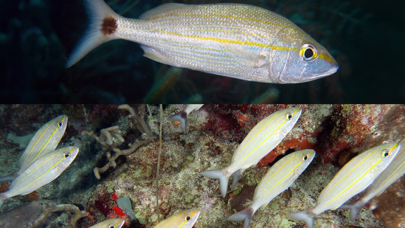 Estudios en diferentes zonas del Caribe colombiano señalan que la población de peces roncos ha disminuido. Foto: Ricardo Betancur, profesor de la Universidad de California en San Diego (EE. UU.).