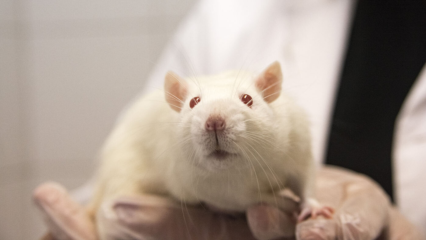 Experimentos con ratas de laboratorio permiten ver cómo funciona el estrés en los primeros días de vida cuando son aisladas de sus progenitores. Foto: archivo Unimedios.