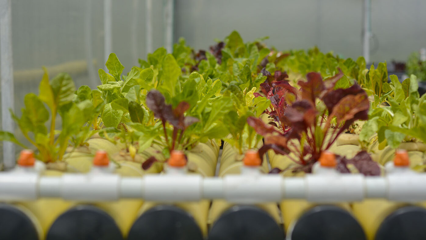 Con este innovador método de cultivo hidropónico se producen alimentos más nutritivos y en espacios reducidos. Fotos: archivo Unimedios. 