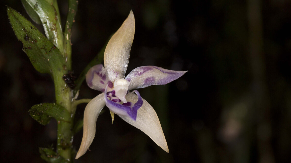 El género Dichaea es uno de los grupos menos estudiados en orquídeas. Fotos: Yasmín Alomía.