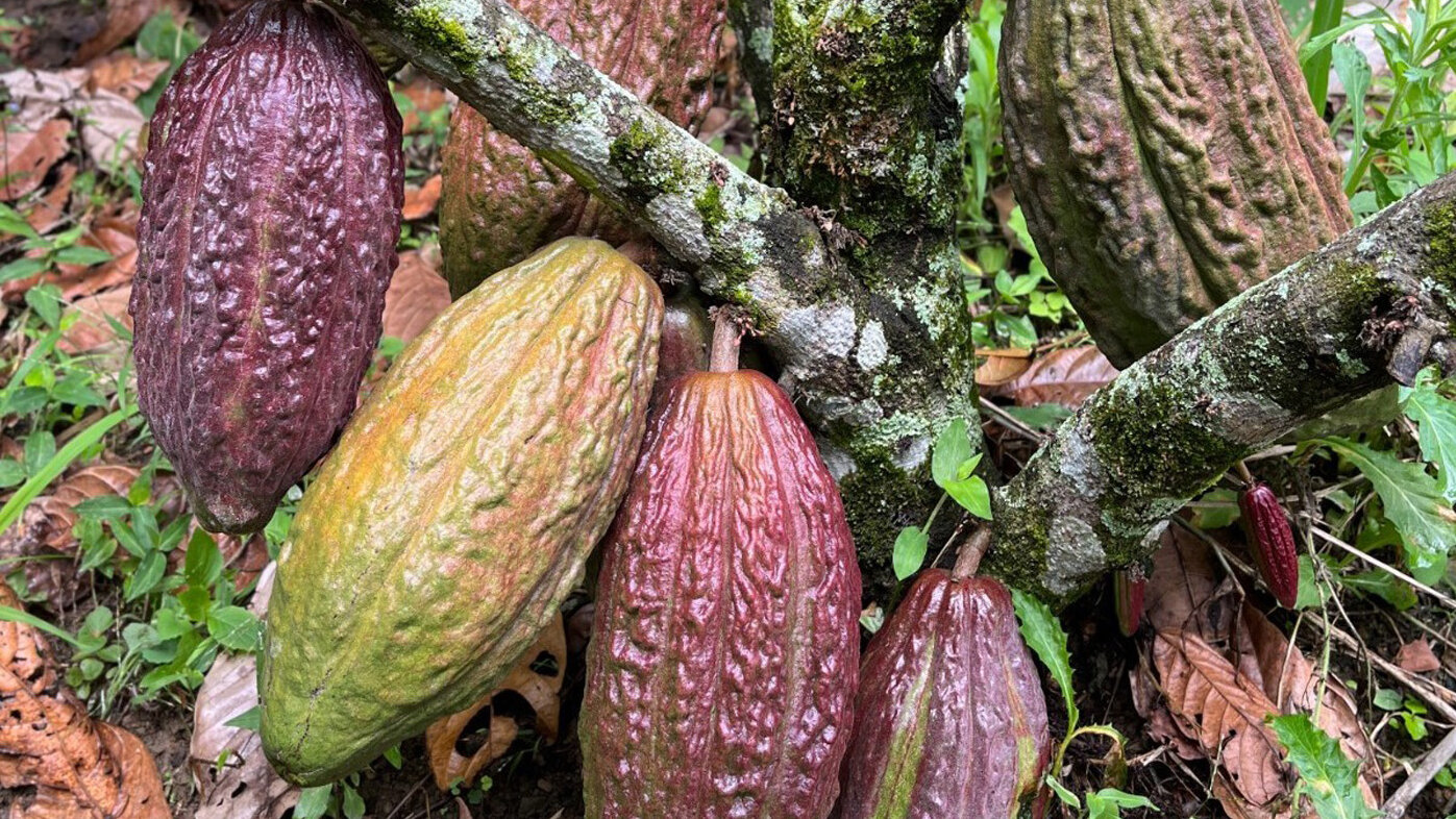 El estudio de la UNAL permitió aumentar en 14 % la productividad del cacao en el Catatumbo, Norte de Santander. Fotos: José Libardo Lerma, magíster en Ciencias Agrarias de la UNAL Sede Palmira.