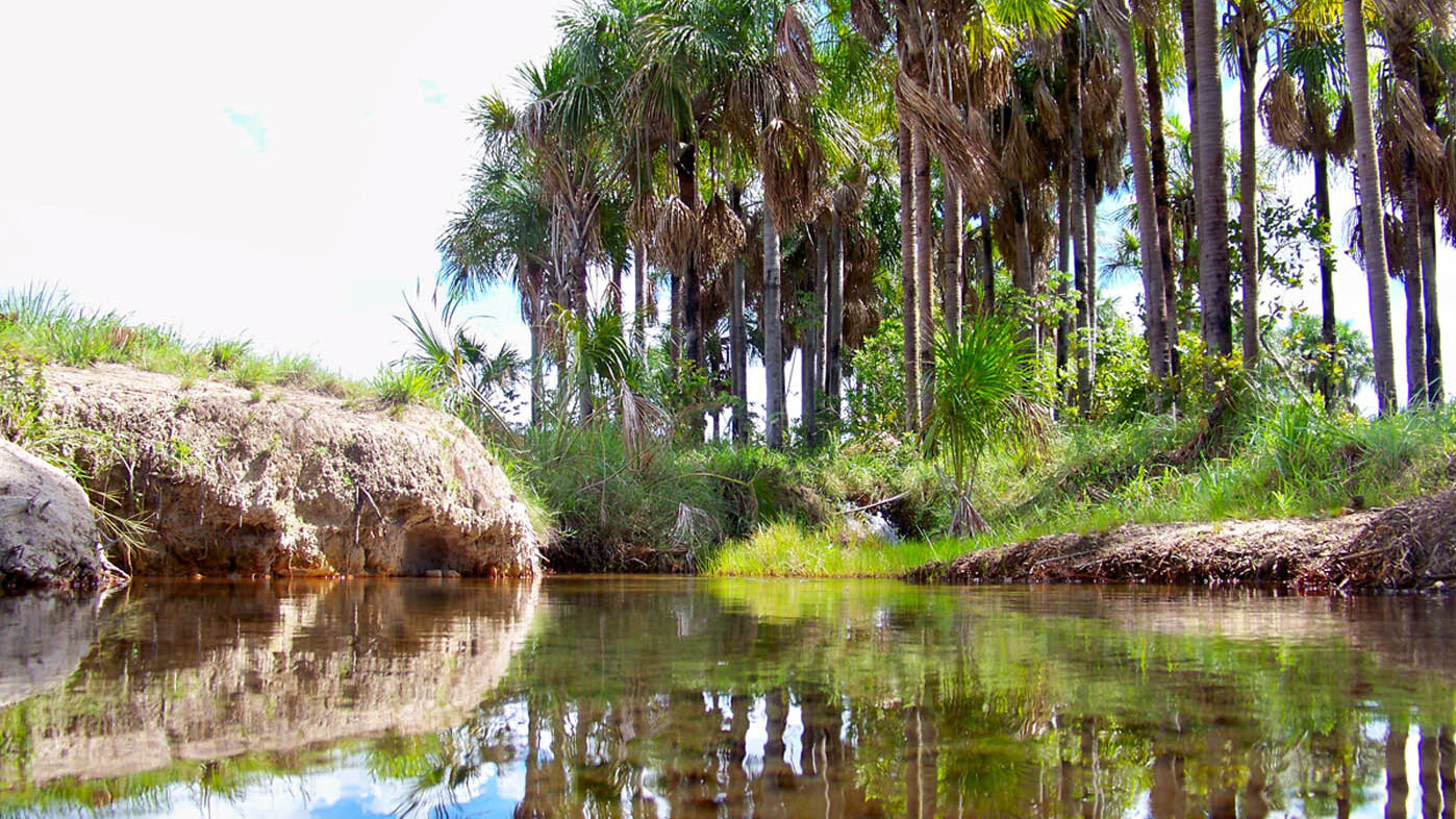El moriche es una palma de gran tamaño, indispensable como reservorio de agua y minerales. Foto: archivo Unimedios. 
