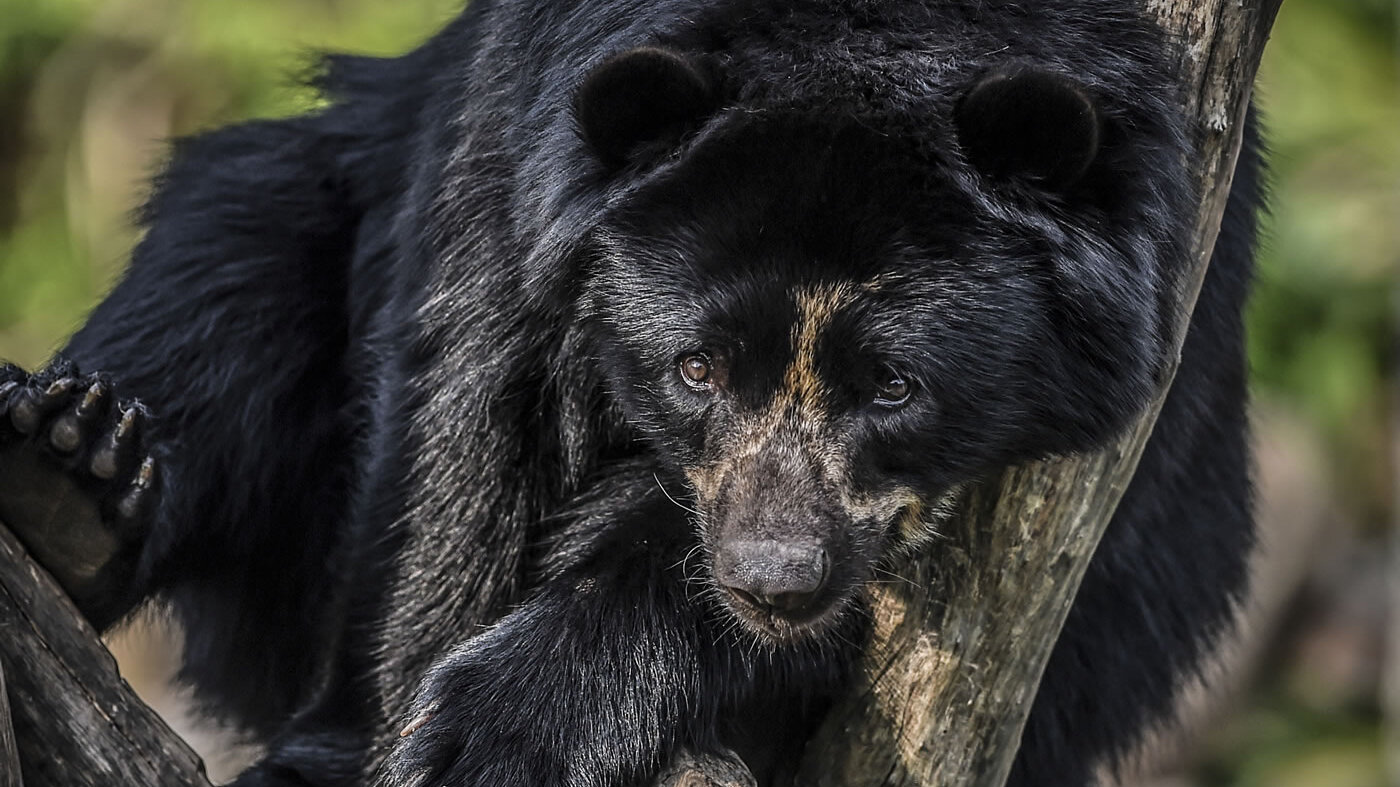 La principal amenaza que sufre el oso de anteojos es la fragmentación y pérdida de su hábitat natural. Foto: Joaquín Sarmiento-AFP.