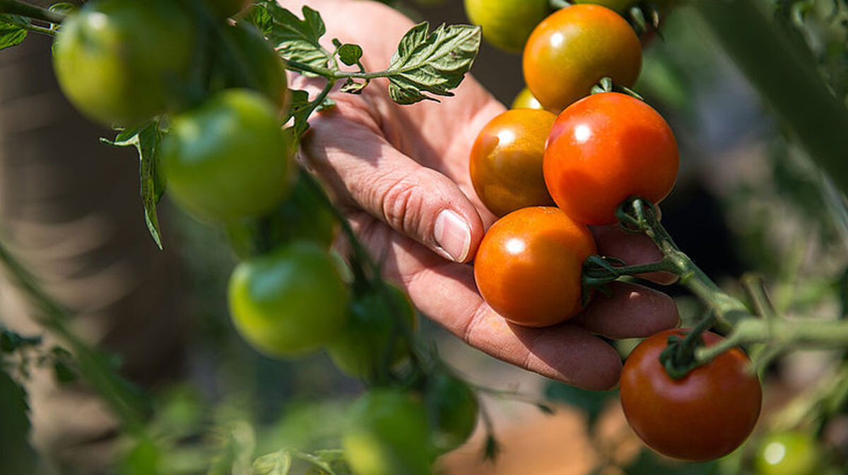 Líneas de tomate en el campo durante las pruebas de estabilidad. Foto: Helmuth Ceballos Márquez- Unimedios Palmira. 