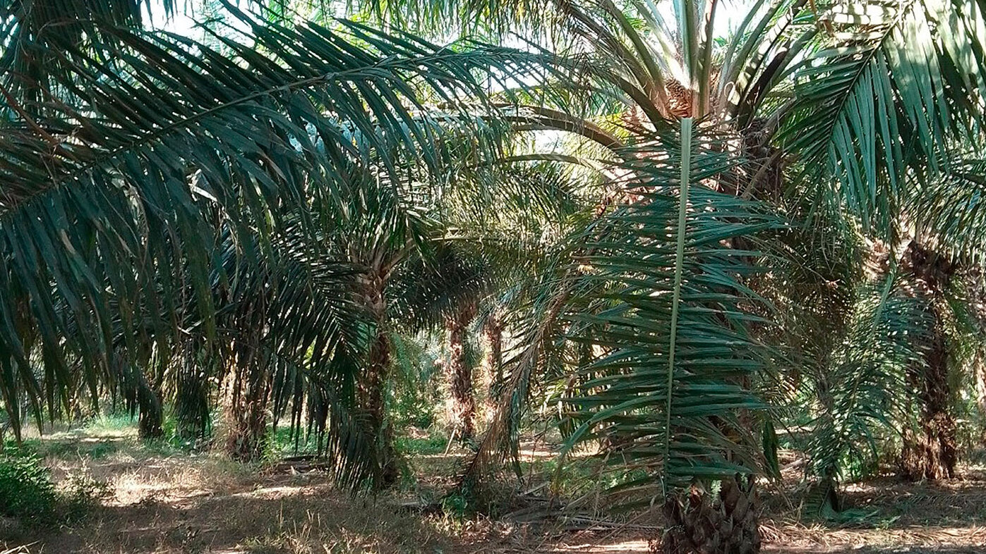 El cultivo de palma de aceite enfrenta desafíos en el manejo del agua debido a la variabilidad climática, la ineficiencia de muchos sistemas de riego y los efectos del cambio climático. Foto: Fredy Torres, ingeniero en Biosistemas de la UNAL.