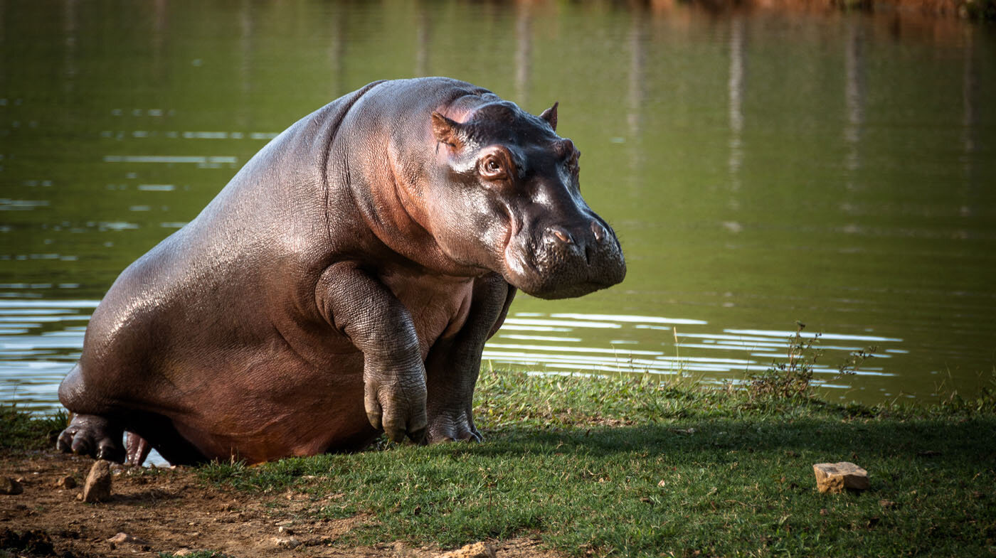 Colombia tiene condiciones naturales que favorecen la sobrevida de estos animales. Foto: Felipe Villegas, Prensa Instituto Humboldt. 