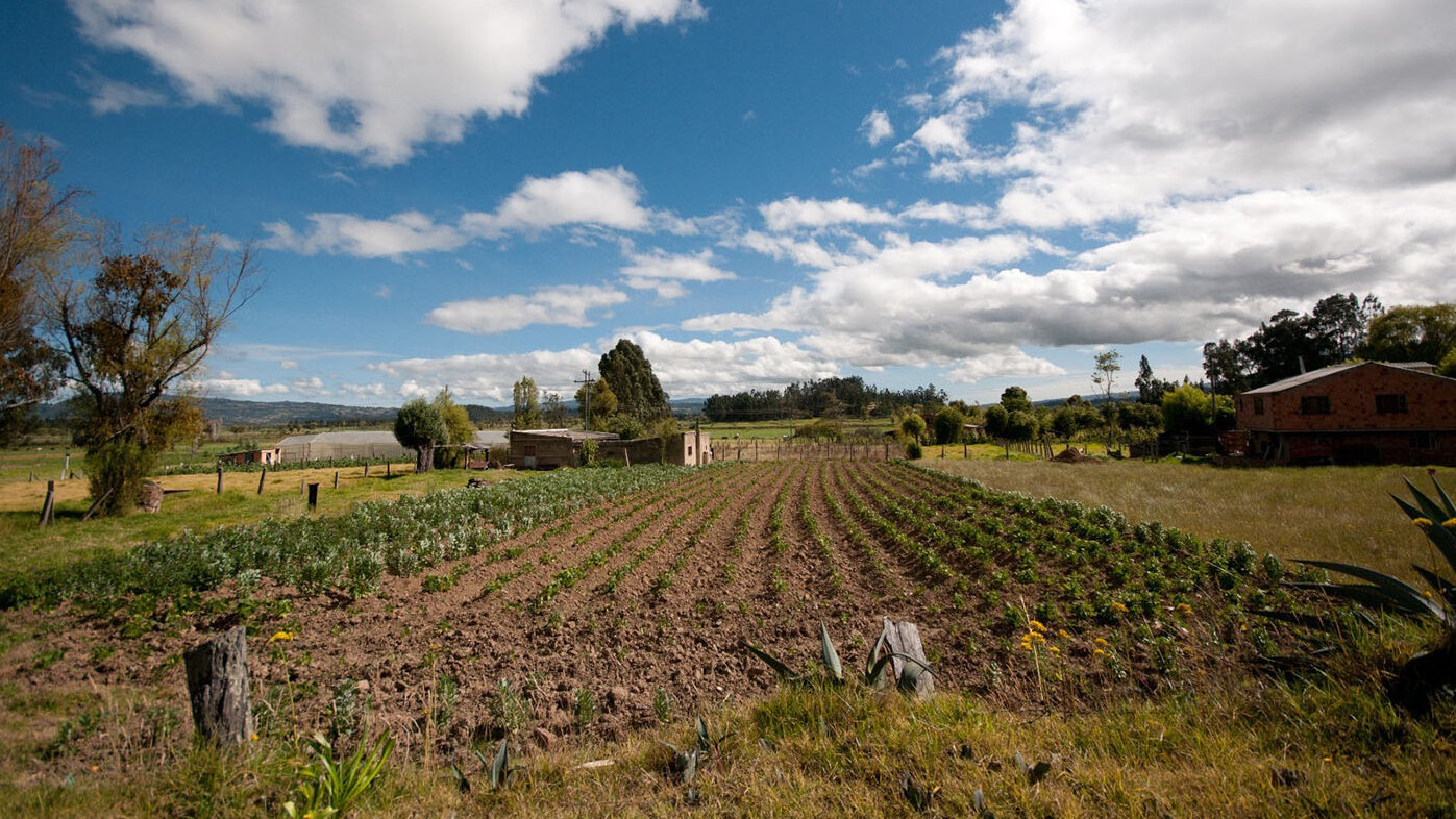 Las nuevas spin-off, o empresas derivadas, de la UNAL fortalecerán el campo colombiano. Foto: archivo Unimedios.