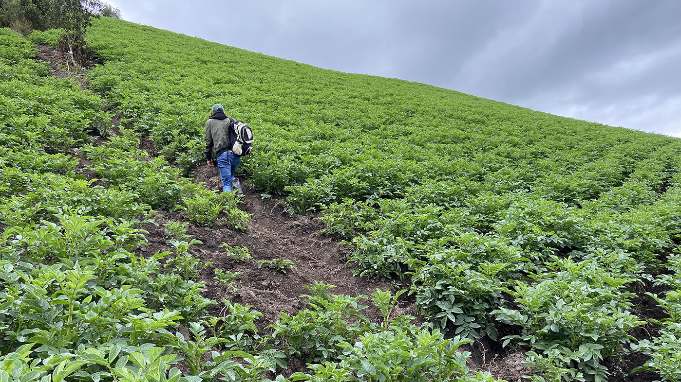 Nueva metodología permitiría tener mayor precisión a la hora de identificar los cultivos de papa en Cundinamarca. Foto: Nadia Luque Sanabria, magíster en Geomática de la UNAL.