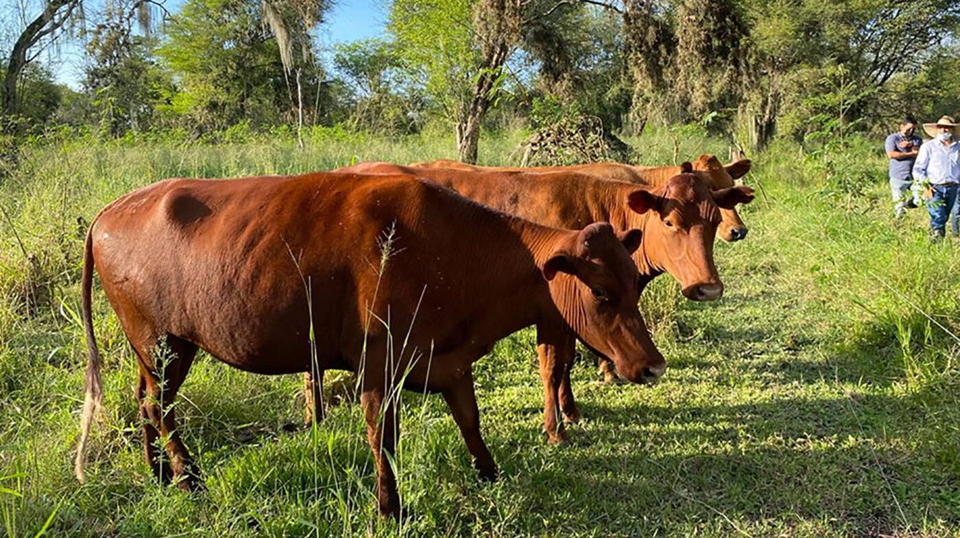 Estudian la diversidad genética del ganado Lucerna en Colombia. Fotos: Alejandra Montoya, magíster en Ciencias Agrarias de la UNAL Sede Palmira.