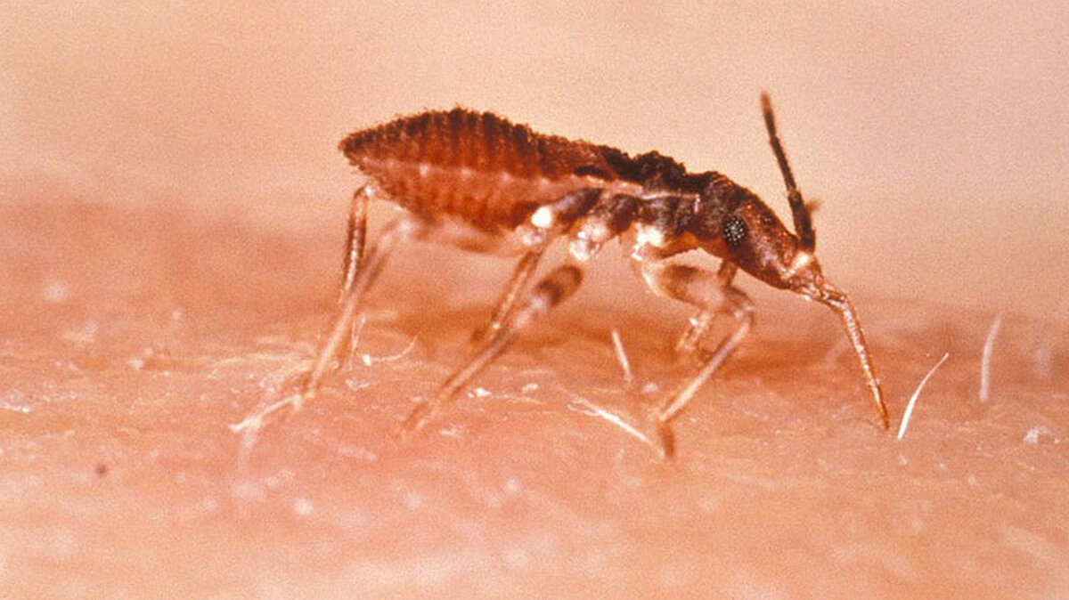 El Laboratorio de Investigaciones Básicas en Bioquímica es pionero en el estudio de NAD quinasa en parásitos protozoarios como Leishmania y Plasmodium falciparum, que causa la malaria. Fotos: Unimedios.