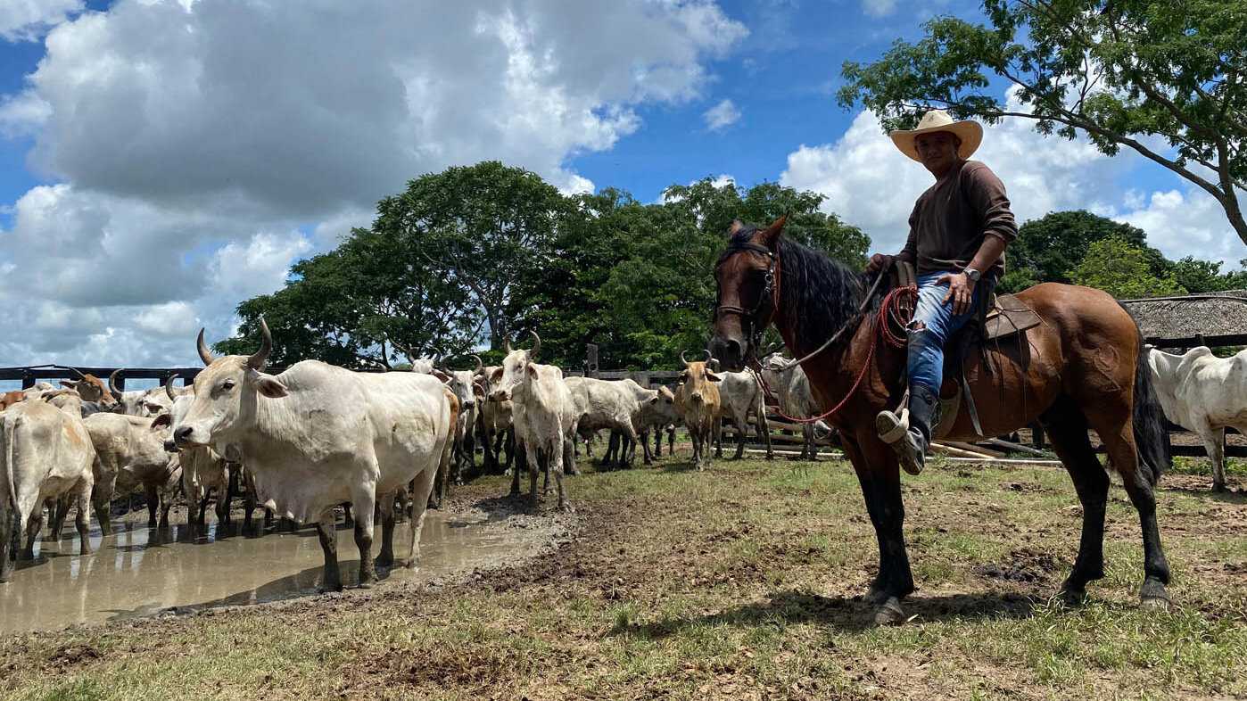En Paz de Ariporo (Casanare) la ganadería extensiva juega un papel crucial en la preservación de las sabanas inundables y su biodiversidad. Foto: Federico Mosquera, Grupo Ecolmod UNAL.