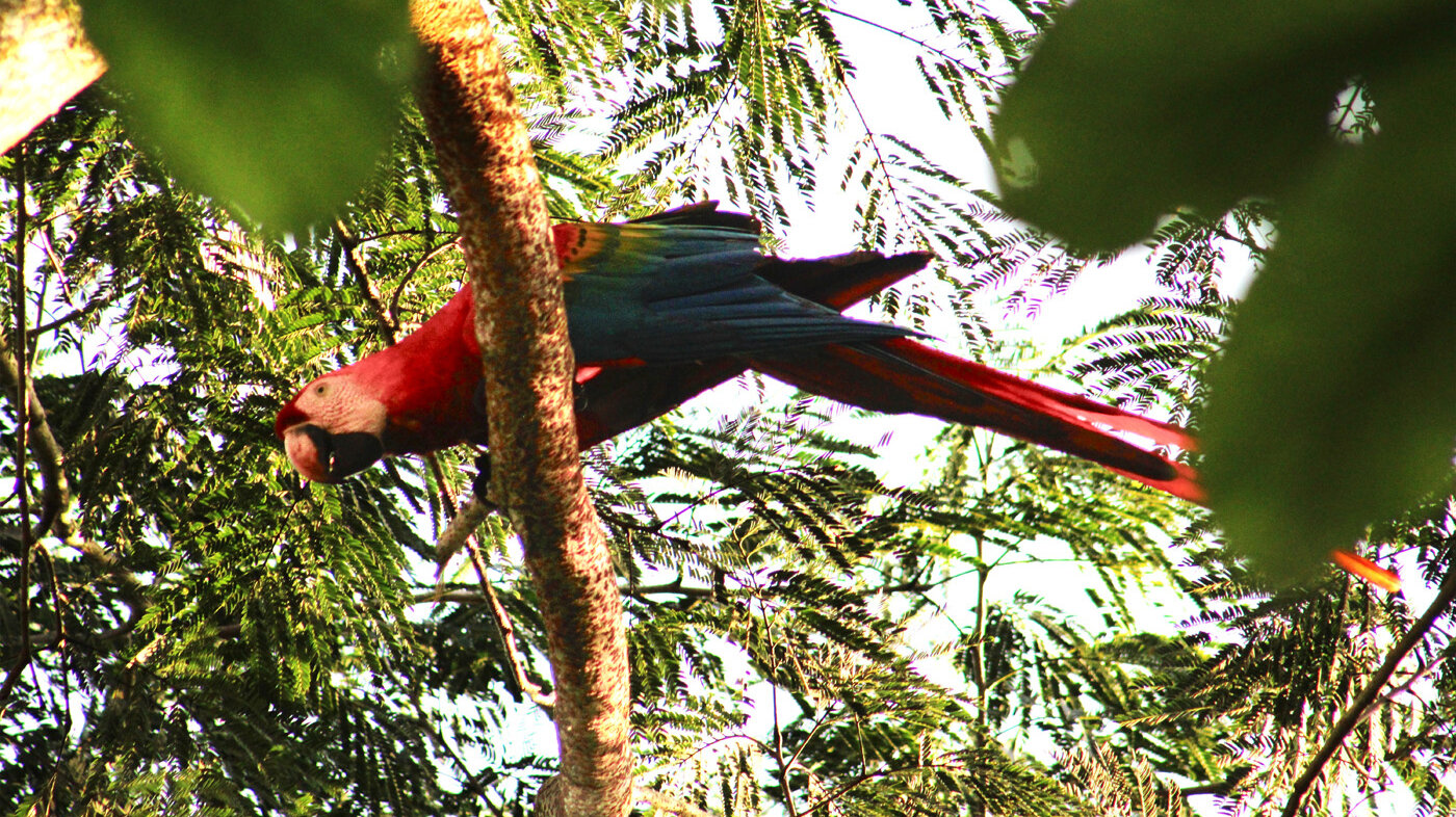 En Colombia la guacamaya roja (Ara macao) se distribuye en tierras bajas del Caribe y en toda la región Orinoco-Amazónica. Foto: María Nieto, estudiante UNAL Sede Orinoquia. 