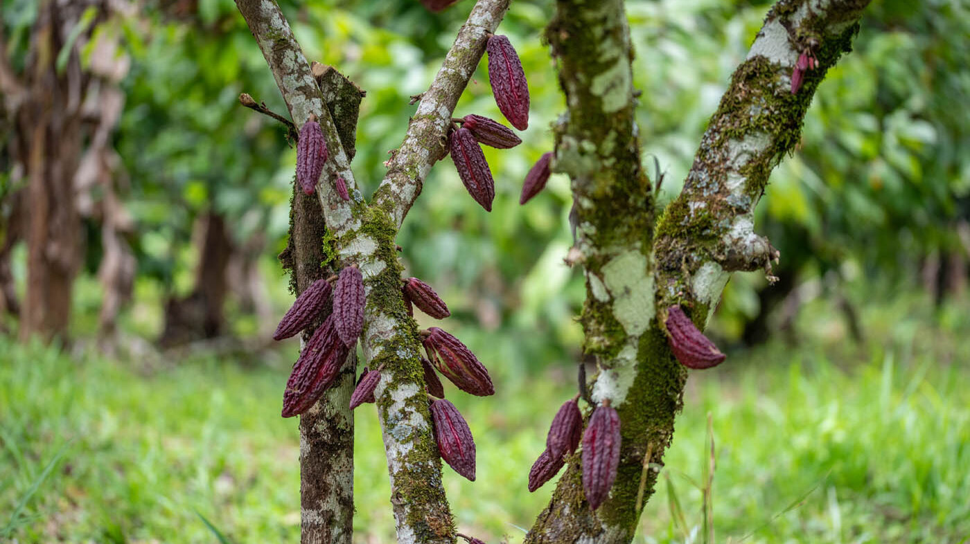 El grano colombiano forma parte del grupo de cacaos especiales del que participa solo el 5 % de la producción mundial. Foto: archivo Unimedios. 