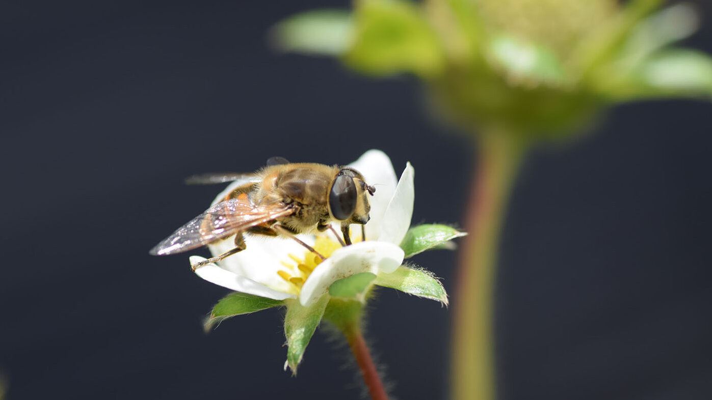 La mosca abeja (Eristalis tenax) es uno de los polinizadores más destacados de la planta de la fresa. Fotos: Alexander García, candidato a Doctor en Agroecología.