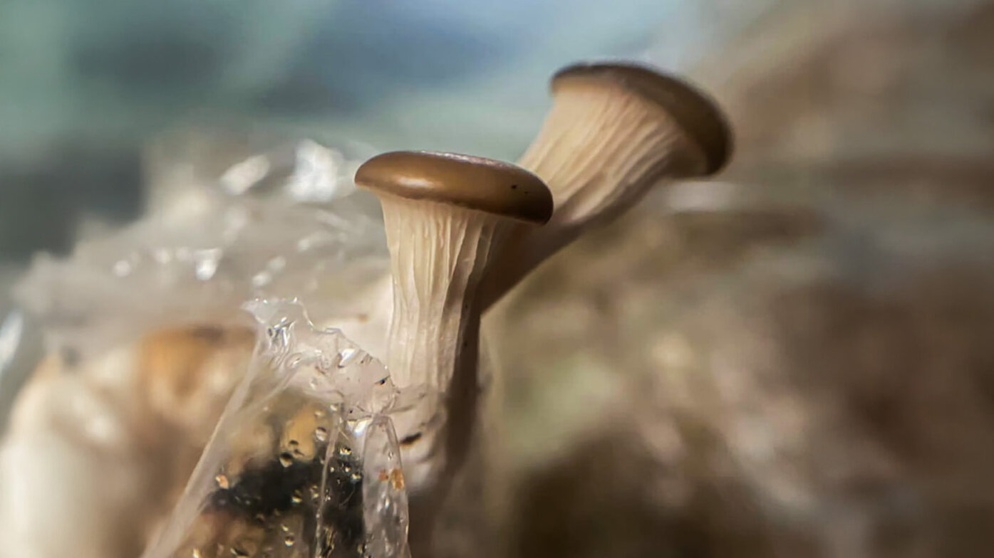 La orellana gris es un hongo muy apreciado por su sabor y textura. Foto: Alejandro Gordillo, estudiante de Ciencias Agrarias, UNAL Sede Bogotá.