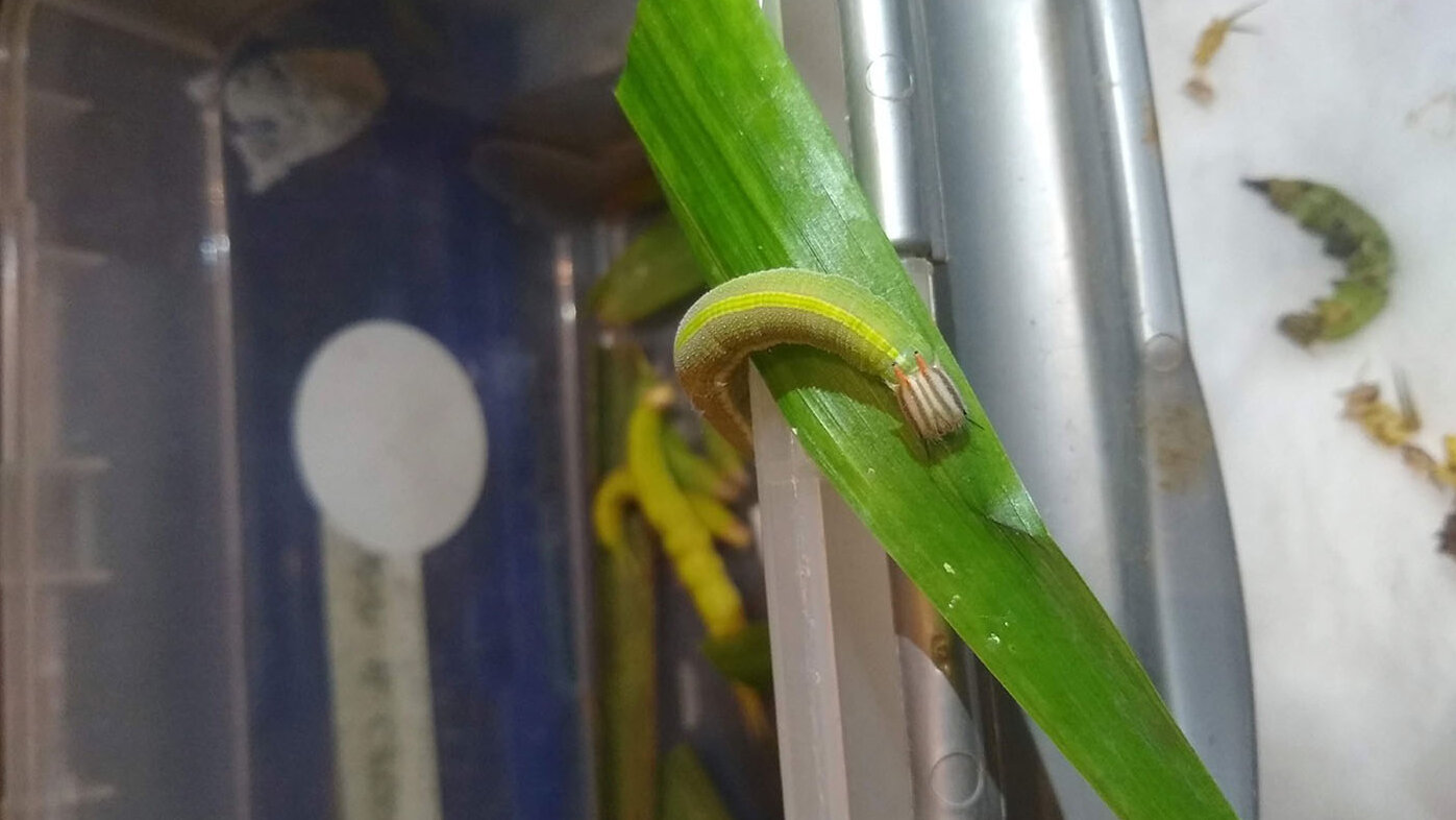 Las larvas de esta especie se comen las hojas y pueden llegar a dañar hasta el 90 % de los cultivos de palma de aceite. Foto: Jenifer Bustos Cortés, magíster en Ciencias – Química de la UNAL.