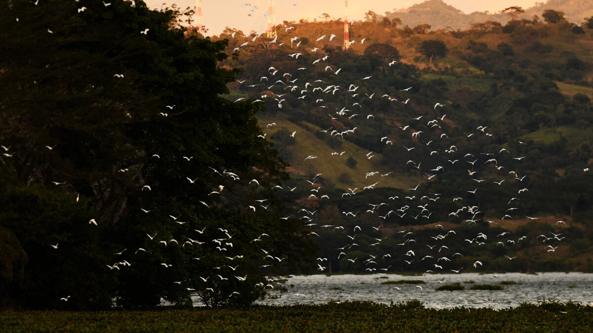 Según el WWF, entre las causas principales de la pérdida de la biodiversidad figuran los cambios de uso del suelo. Marvin RECINOS / AFP