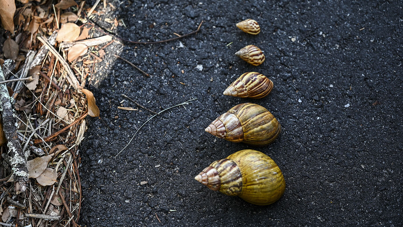 El caracol africano alcanza los 13 cm de longitud, es tóxico al contacto con la piel y no se recomienda consumirlo, afirma la OMS. Foto: Khanna / AFP.