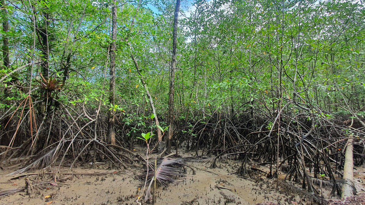 Los manglares son bosques costeros que actúan como barreras naturales contra la erosión y las tormentas. Fotos: Laura Vanessa Vidal Torralba, magíster en Ingeniería Ambiental UNAL Sede Palmira.