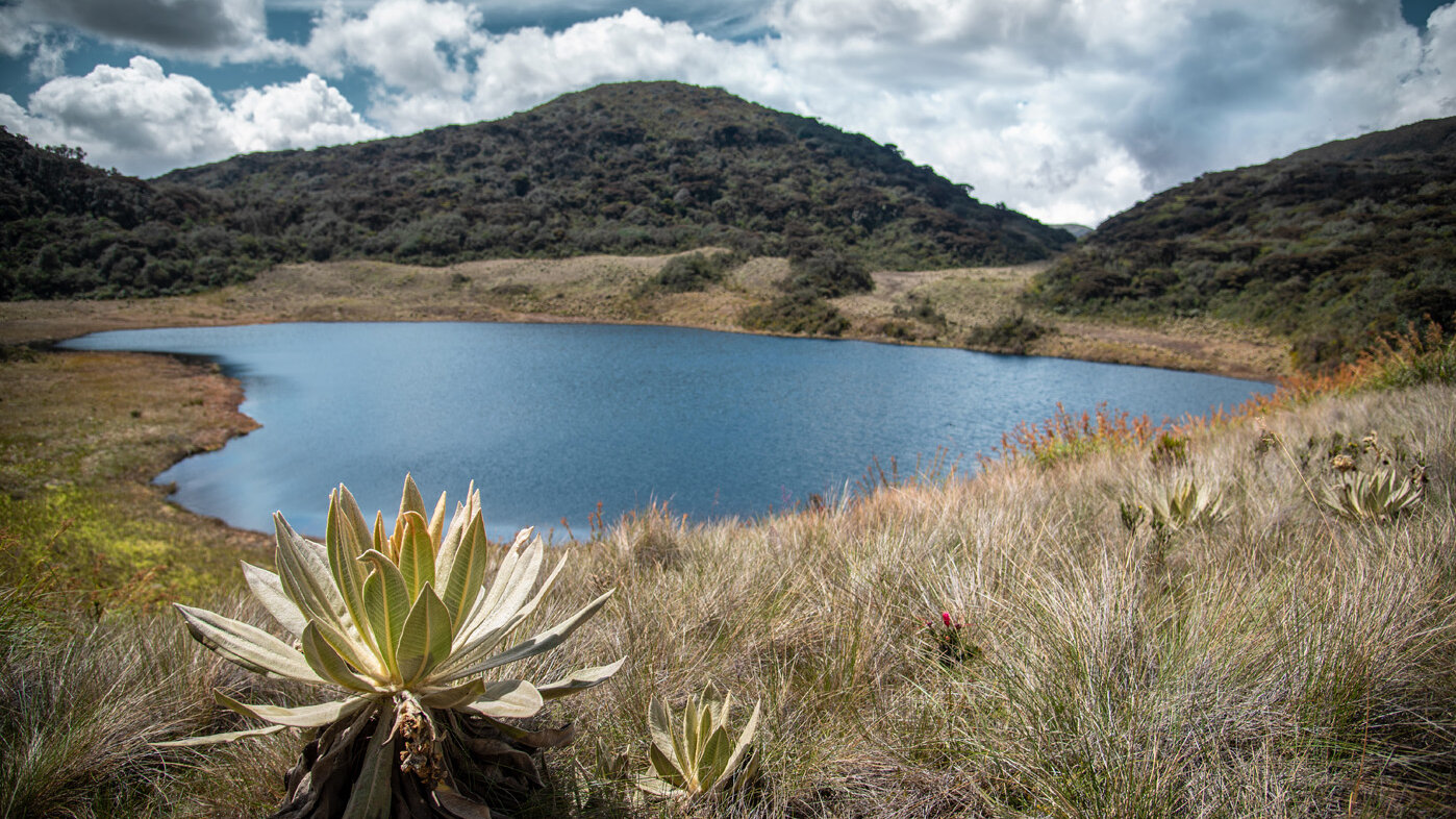 Por su gran biodiversidad los páramos colombianos son considerados como uno de los ecosistemas más singulares del planeta. Foto: archivo Unimedios.