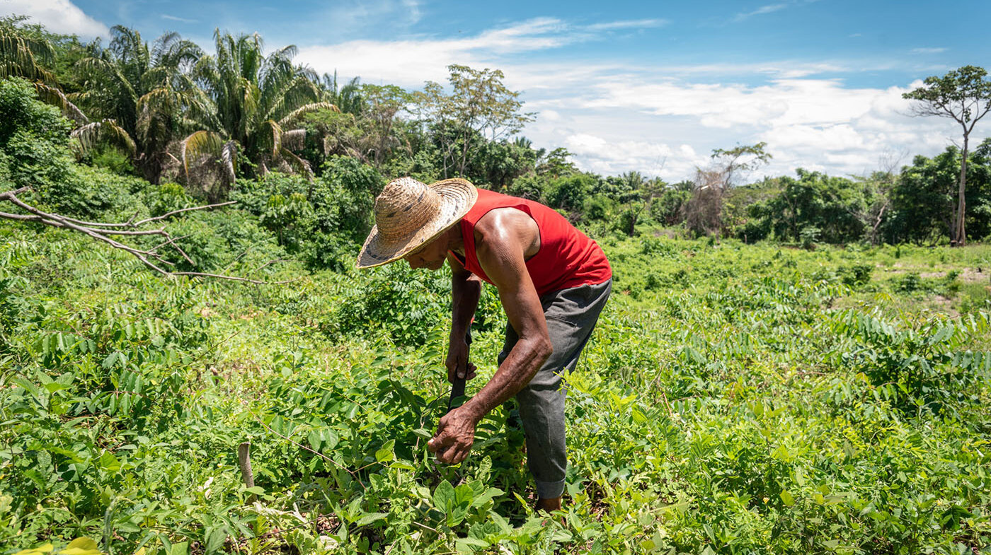 La Agroecología cuida los recursos naturales para garantizar un futuro próspero y resiliente para las comunidades rurales. Foto: archivo Unimedios.