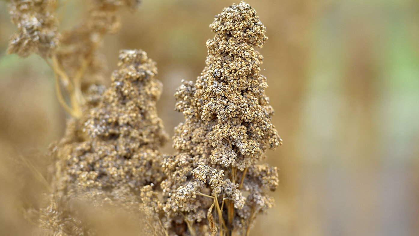 La quinoa es un superalimento del que incluso se ha dicho que es el alimento de los astronautas. Foto: Loic Venance /AFP.