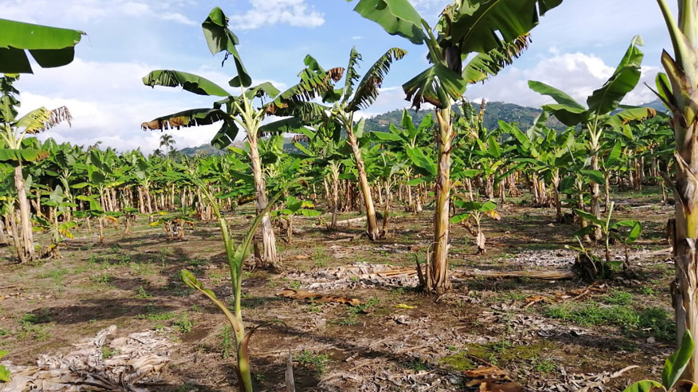 Plantación de plátano afectada por nematodos en el corregimiento La Rochela, Palestina (Caldas).  Fotos: Carlos Arboleda, estudiante de la Maestría en Ciencias Agrarias de la UNAL Sede Palmira.