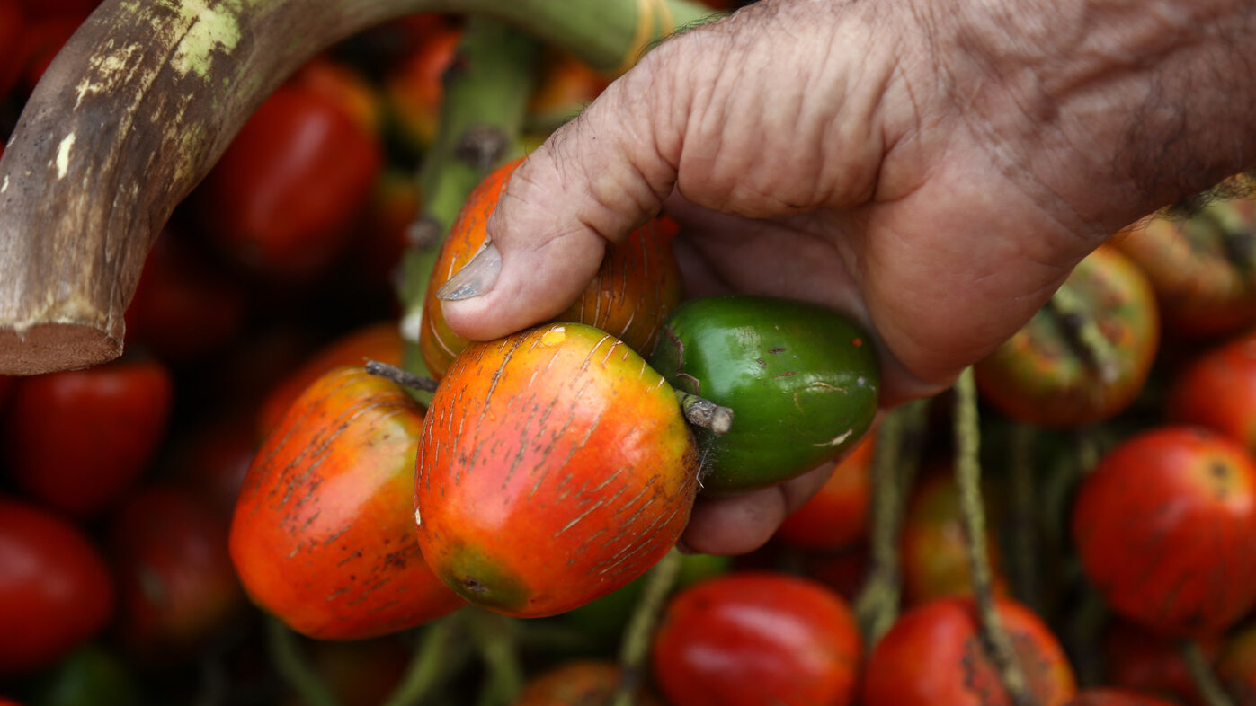 El chontaduro es considerado como una fruta exótica. Foto: Juan David Moreno Gallego/Anadolu Agency vía AFP.