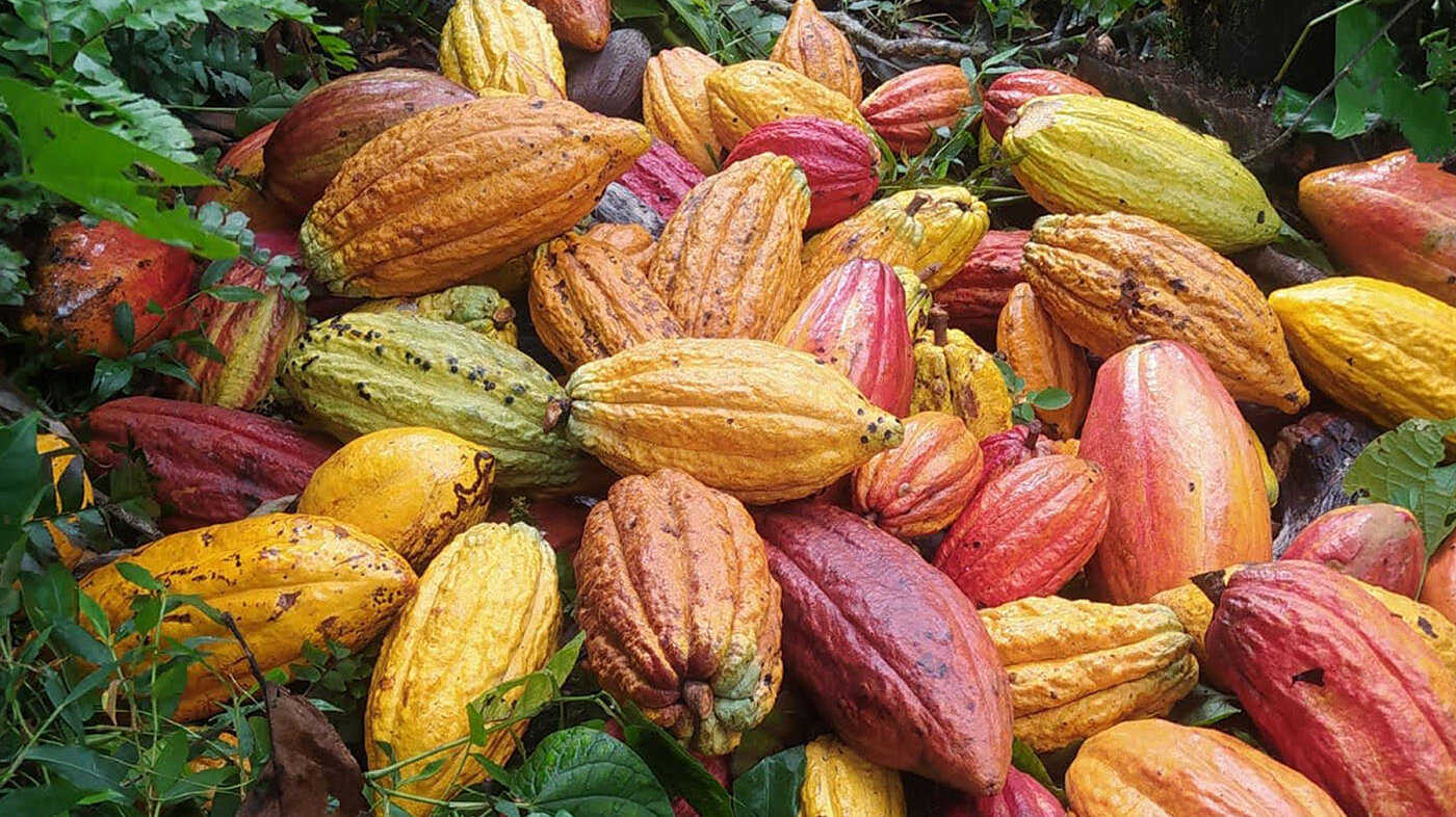 En Colombia el cultivo de cacao se ha consolidado como una alternativa de producción en zonas de elevados índices de pobreza y conflictos sociales. Foto: July Roja, magister en Ciencias Agrarias UNAL.