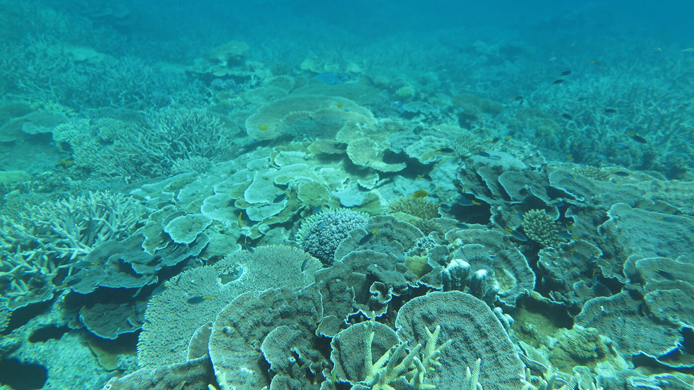 Los océanos suministran la mitad del oxígeno que respiran los seres humanos, y cada año absorben un 26 % de las emisiones de dióxido de carbono emitidas a la atmósfera. Foto Luis Alonso Jómez, docente UNAL Sede de La Paz.