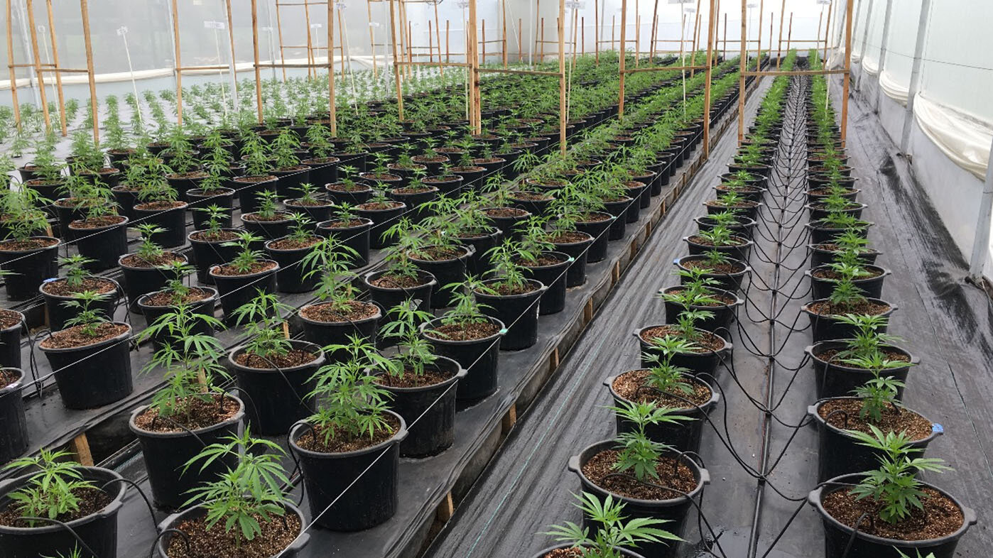 En tres variedades de Cannabis sativa sembradas en la Sabana de Bogotá se determinaron las condiciones en que la planta obtienen más nutrientes. Fotos: Wendy Andrea Ladino Fandiño, magíster en Ciencias Agrarias de la UNAL.