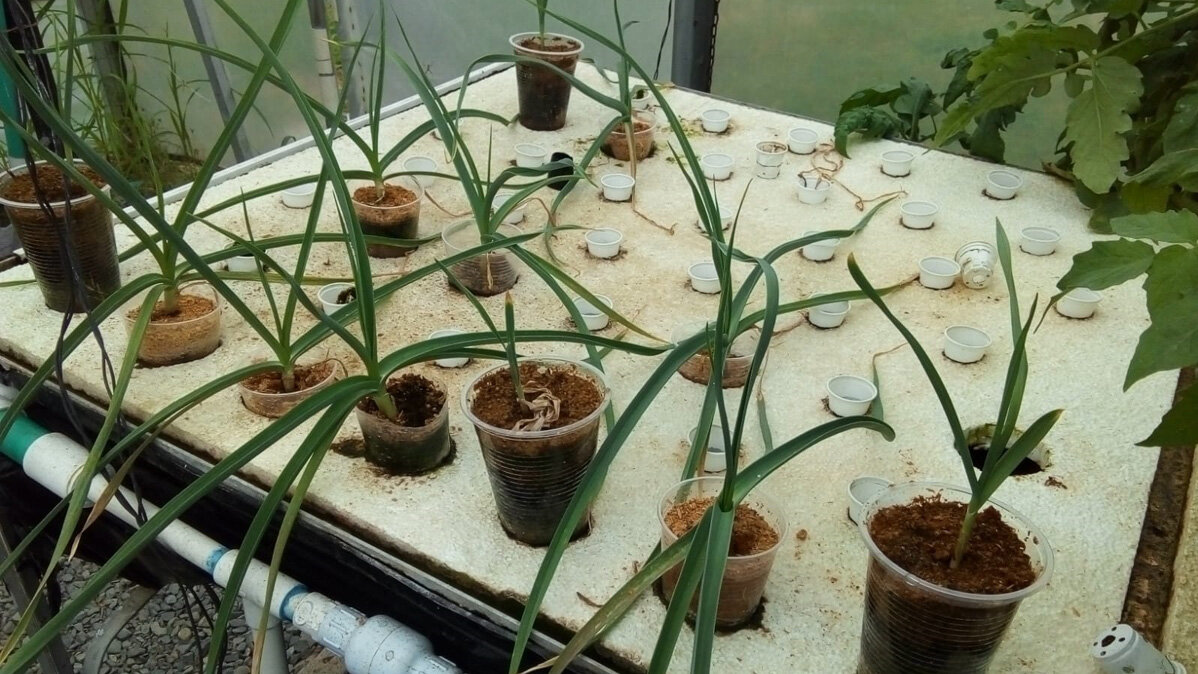 El sistema permite utilizar tecnología inteligente para programar tareas agrícolas. Foto: William Cuaran