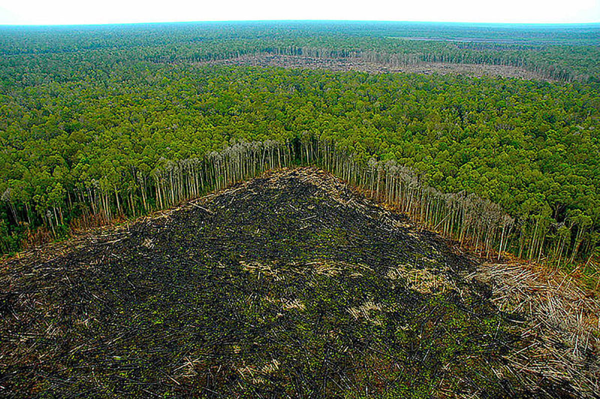 El Panel Científico por la Amazonia realizará la primera revisión científica de toda la cuenca del Amazonas y sus biomas, y la presentará en 2021. Foto: Unimedios.