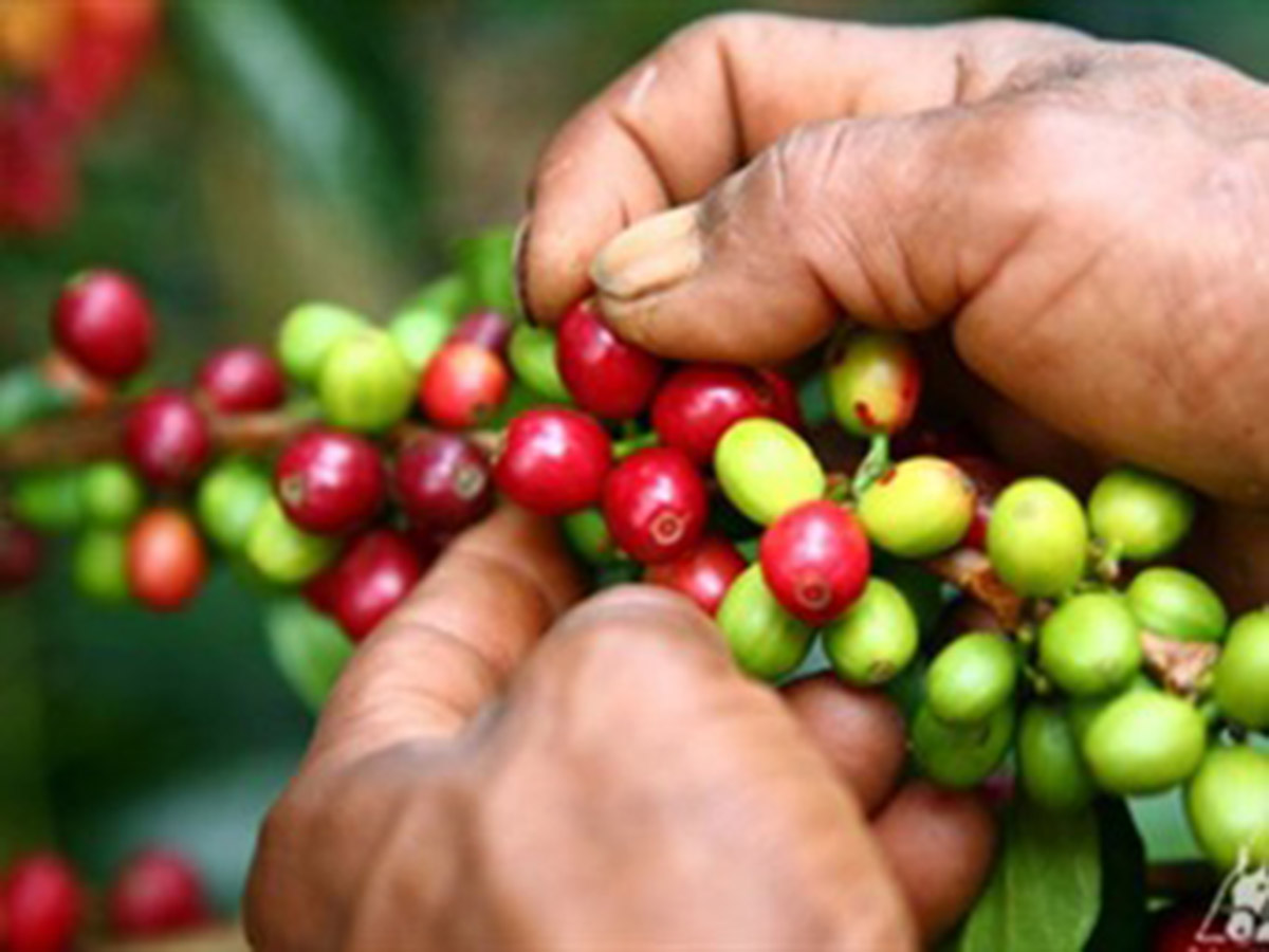 La investigación define las variables tecnológicas que determinan la productividad en las fincas de la región cafetera. Fotos: Hernando Duque Orrego, profesor de Ingeniería Agronómica - UNAL Sede Manizales.